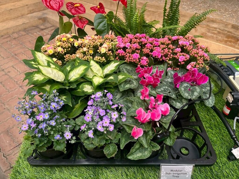 農業部桃園區農業改良場研發「盆栽植物栽培端盤底部灌溉系統」，採用「4盆連通」及「單元定量給水」設計，不但可減少82%澆水人力，還可節省50%至75%灌溉水量，自2021年推廣以來已銷售逾3萬個。（桃園農改場提供）中央社記者汪淑芬傳真 115年3月23日