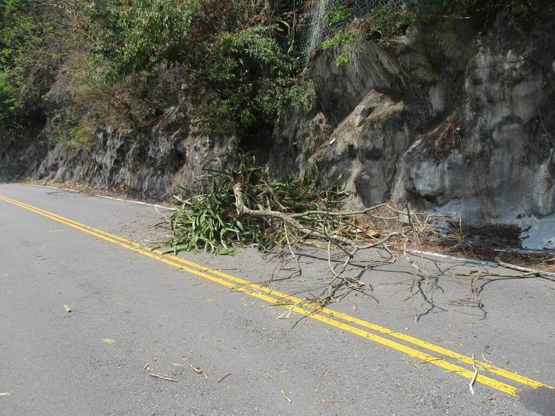 台中市和平區東關路一段山壁樹木22日上午突然掉落,砸中行經該處汽車的擋風玻璃,初判疑因樹木枯亡才掉落,所幸未釀傷亡。(民眾提供)中央社記者趙麗妍傳真 115年3月23日