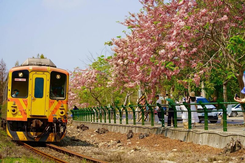 彰化縣二水鄉台鐵集集支線旁花旗木盛開（圖），參山國家風景區管理處23日推薦遊客搭乘「台灣好行跑水求財線」，沿途可輕鬆賞花，免塞車還能續訪南投竹山紫南宮。（參山國家風景區管理處提供）中央社記者蕭博陽彰化縣傳真　115年3月23日