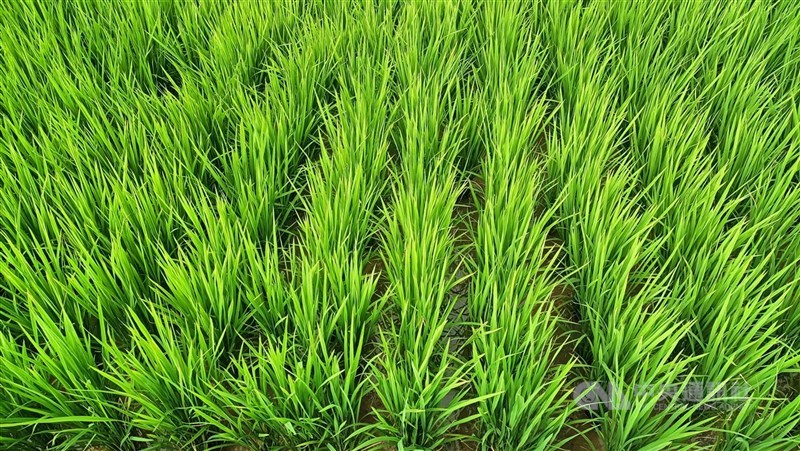 水稻收入保險4年理賠累計27億元。（中央社檔案照片）