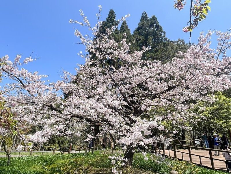 阿里山國家森林遊樂區位於林保署嘉義分署阿里山工作站前的「櫻王」染井吉野櫻24日已綻放至滿開狀態，美不勝收。（蕭明學提供）中央社記者蔡智明傳真　115年3月24日