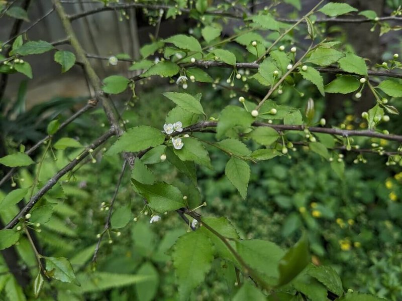 農業部林業保育署28日將在台北松山文創園區，提供燈稱花等3樹種樹苗供民眾領取，3張發票可兌領1株苗木。（林保署提供）中央社記者汪淑芬傳真    115年3月24日