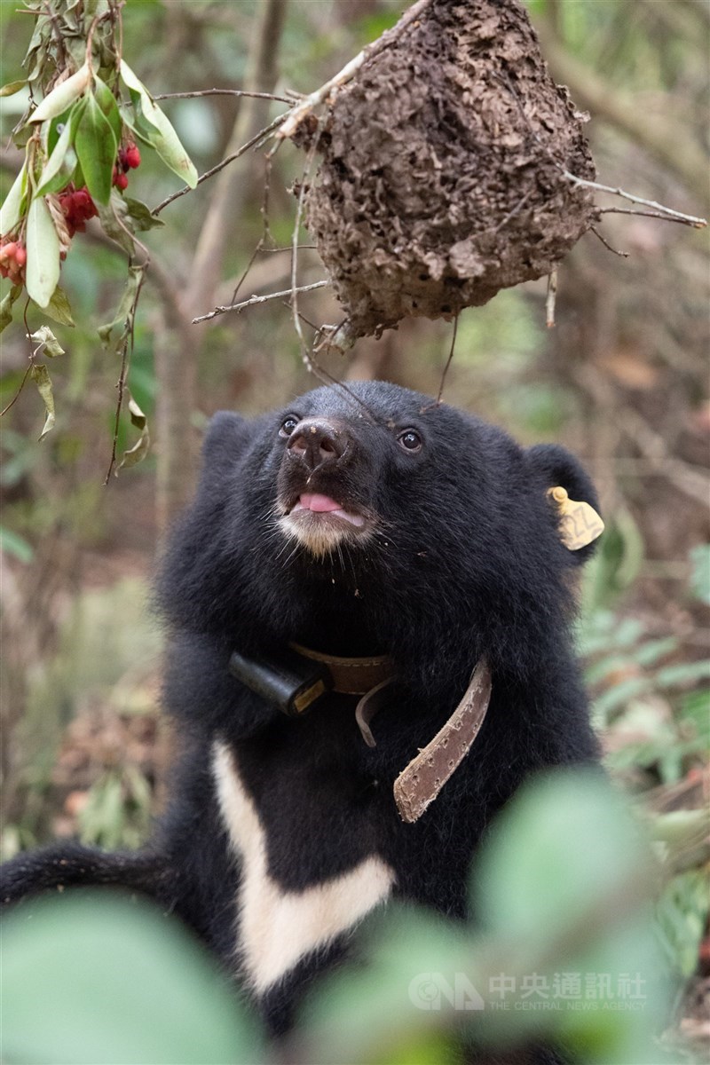 農業部林業及自然保育署初估台灣黑熊約1200隻，將建長期收容中心。（中央社檔案照片）