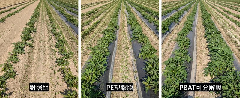 農部農業試驗所為改善甘藷每逢乾旱及低溫，產量及品質下降，導入農膜敷蓋栽培技術，減少土壤水分蒸發及提升土壤溫度，試驗結果，在乾旱及低溫條件下，採用塑膠膜或複合膜敷蓋栽培，產量都明顯比對照組高出許多。（農試所提供）中央社記者汪淑芬傳真  115年3月24日