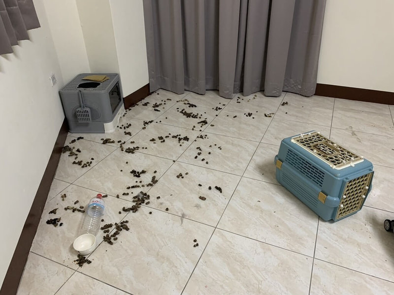 嘉義縣家畜疾病防治所日前獲報指有貓被飼主棄養，長期關在租屋處，人員到場後發現屋內環境惡劣，滿是貓糞，貓咪也險遭餓死，依法重罰飼主新台幣11萬元。（嘉縣家畜所提供）中央社記者蔡智明傳真　115年3月25日