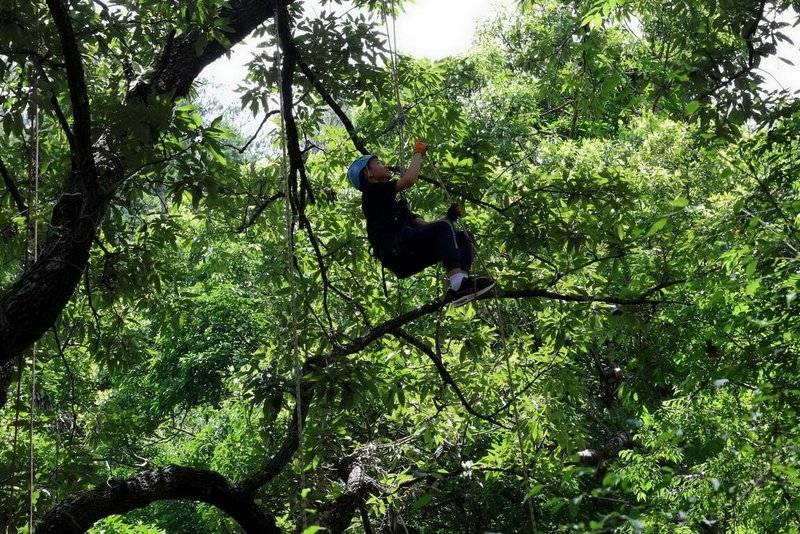 南投奧萬大自然教育中心將於7月推出2大旗艦級營隊，活動包含定向體驗、攀樹（圖）、山野教育等，以高師生比、專業引導、全方位安全防護等核心價值，打造深度成長的山林教育體驗營隊。（林業及自然保育署南投分署提供）中央社記者蕭博陽南投縣傳真　115年3月25日