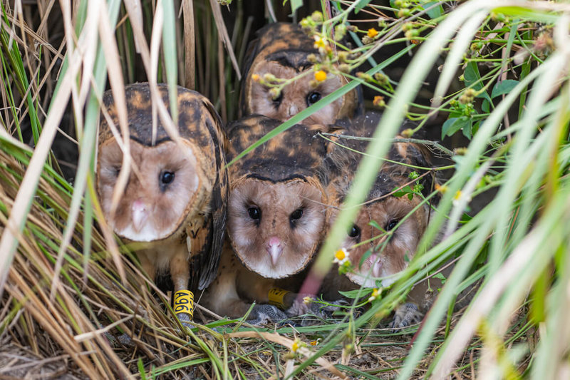 農業部林業及自然保育署25日公布首批通過「保育共生地」獲認證的申請案。屏東縣里港鄉與屏東科技大學合作，申請高屏溪流域草鶚復育棲地，獲認證面積有5.3公頃，透過移除銀合歡等外來種並人工種植或更新白茅草地，營造適合草鶚繁殖與棲息的環境，透過監測已認有穩定個體出現。（林保署屏東分署提供）中央社記者汪淑芬傳真  115年3月25日