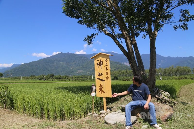 台東縣池上鄉「池上禾穀坊」以近9公頃農田生態系通過「保育共生地」認證審核，青農魏瑞廷（圖）長期秉持「叫大自然做工」理念，並自行命名為「神之米」。中央社記者李先鳳攝　115年3月25日