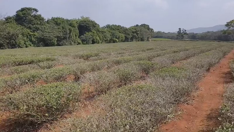 目前正值春茶萌芽階段，不過苗栗縣銅鑼鄉張姓茶農25日表示，已久未降雨，茶樹嚴重缺水導致發芽力降低，造成延遲萌芽或無法萌芽，茶園已有大面積茶樹葉片乾枯。（民眾提供）中央社記者管瑞平傳真　115年3月25日