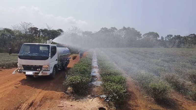 目前正值春茶萌芽階段，受降雨偏少影響，苗栗縣多處茶園茶樹大面積延遲萌芽甚至整株葉片乾枯，銅鑼鄉有茶農自行請來水車噴灑澆灌，盼能減少損失。（民眾提供）中央社記者管瑞平傳真　115年3月25日