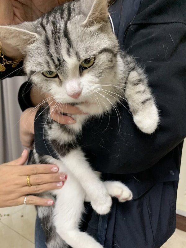 嘉義縣家畜疾病防治所日前接獲通通報，指一隻美國短毛貓（圖）遭棄養，被長期關在飼主租屋處，人員到場發現貓咪因長期缺乏食物，已瘦骨嶙峋。（嘉縣家畜所提供）中央社記者蔡智明傳真　115年3月25日