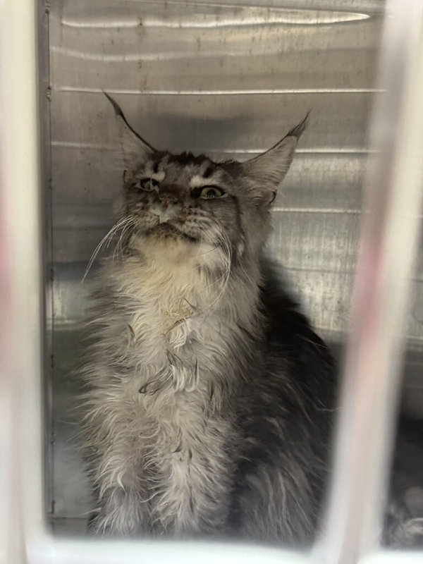 桃園市政府動物保護處日前在中壢區破獲一處非法繁殖場所，救出34隻健康狀況不佳的緬因貓。（桃園動保處提供）中央社記者葉臻傳真 115年3月25日