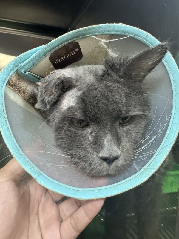 桃園市動物保護處日前在中壢區破獲非法繁殖場，救出34隻健康狀況不佳的緬因貓，該場環境衛生條件惡劣，貓隻毛髮糾結成塊，程度甚至已影響基本活動能力。（桃園市動保處提供）中央社記者葉臻傳真 115年3月25日