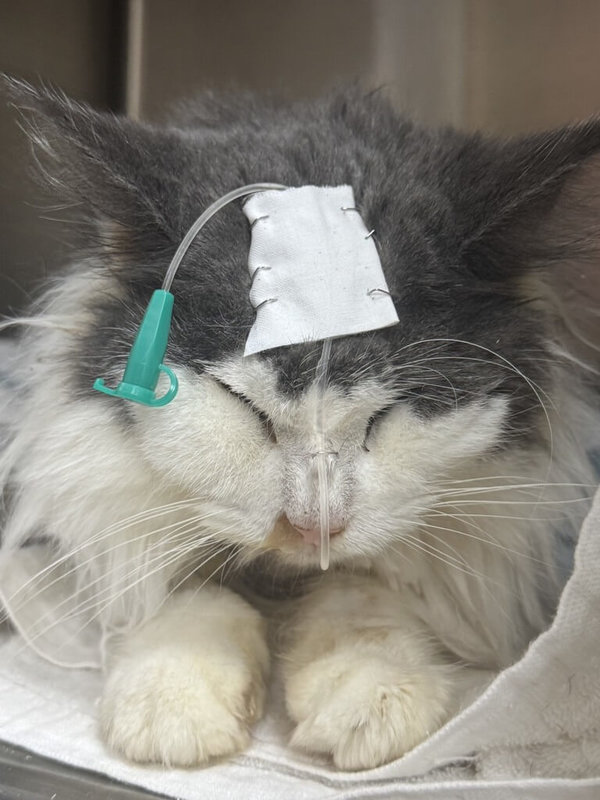 桃園市動物保護處接獲檢舉指中壢區有非法繁殖場，日前前往查緝，現場救出34隻健康狀況不佳的緬因貓，多數貓隻體態消瘦、營養不良。（桃園市動保處提供）中央社記者葉臻傳真　115年3月25日