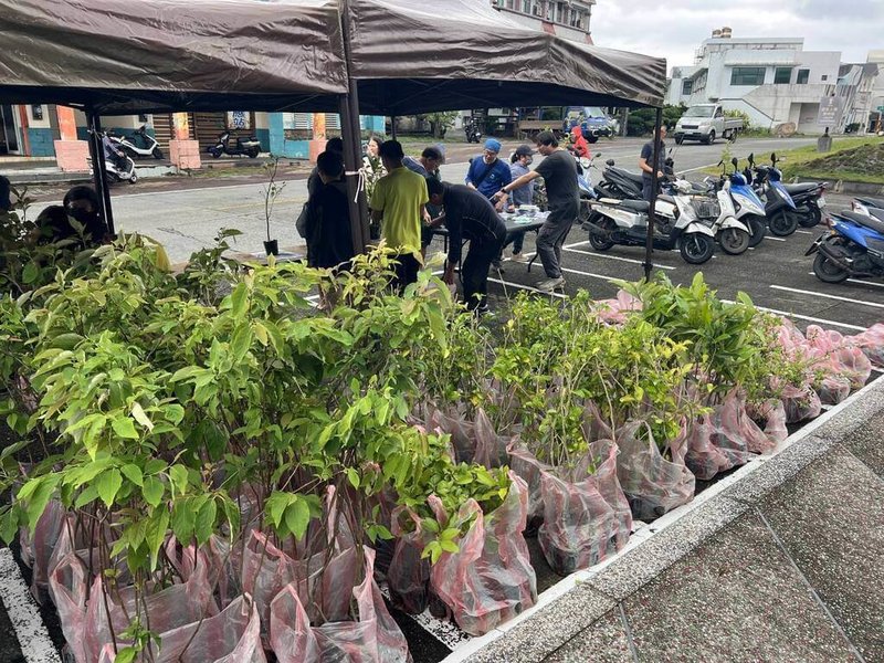 林業及自然保育署台東分署27日攜手東管處，在綠島發放800株本土樹苗，包括台東柿、鐵炮百合、土肉桂等6種綠島原生樹種，鼓勵民眾領回後栽植於家園周邊。（林保署提供）中央社記者盧太城台東傳真　115年3月27日