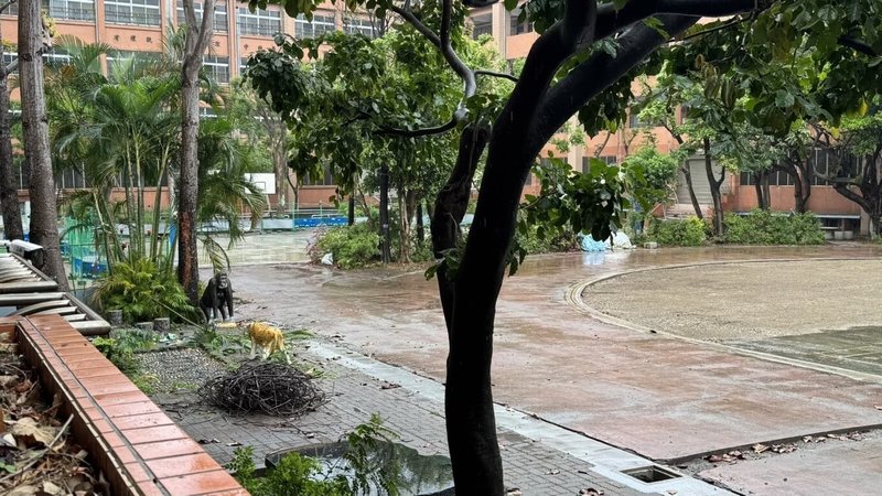 國民黨台北市議員林杏兒接獲陳情指在北投國小內有跳蚤，導致約10名小朋友被咬傷，皮膚多處出現紅點。台北市教育局回應已要校方進行全校大規模消毒。陳情家長也提到目前校內部分區域正在進行整修，校園環境較雜亂。（議員辦公室提供）中央社記者劉建邦傳真　115年3月27日