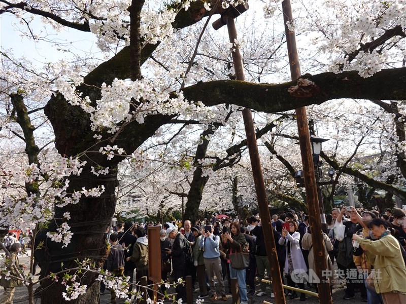 圖為2025年日本東京都的櫻花（染井吉野櫻）進入盛開的狀態，也就是8成以上開花。（中央社檔案照片）