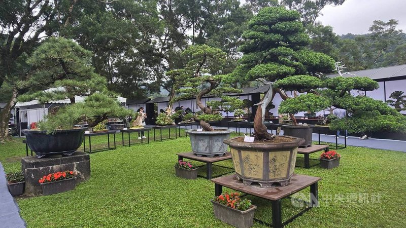 2026宜蘭綠色博覽會28日在蘇澳武荖坑風景區開幕，以「格致寶藏」為主題，寓意研習推究萬物真理，進而獲得珍貴的知識寶藏，園區內展示不少珍貴盆栽。中央社記者沈如峰攝　115年3月28日