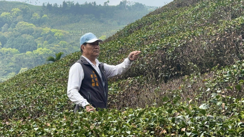 目前正值春茶萌芽階段，雲林縣古坑鄉樟湖村長廖永樹（圖）坦言，自己種茶逾40年，今年乾旱程度少見，自家茶園受損近9成，即使從農曆年後投入人力載水灌溉，效果仍有限。　中央社記者姜宜菁攝　115年3月29日