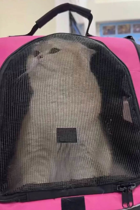 桃園市王姓男子疑與女友吵架後把氣發洩在小貓身上，動物保護處表示，小貓已被帶離，目前安全無虞，將依警方偵訊筆錄，通知王男陳述意見，並依動保法進行後續裁罰。（民進黨籍桃園市議員黃瓊慧提供）中央社記者吳睿騏桃園傳真　115年3月29日