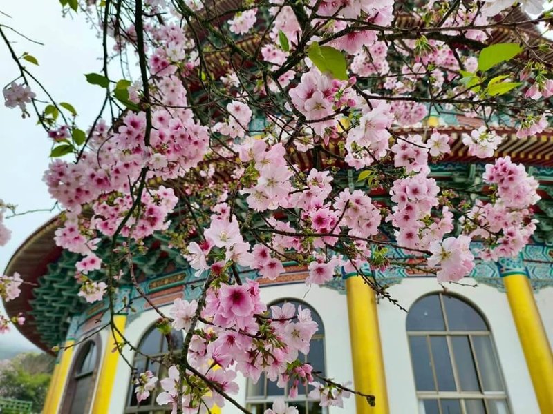 新北市政府景觀處表示，淡水區的吉野櫻已陸續綻放，其中天元宮是攝影愛好者與賞花民眾朝聖熱點。（市府提供）中央社記者王鴻國傳真　115年3月30日