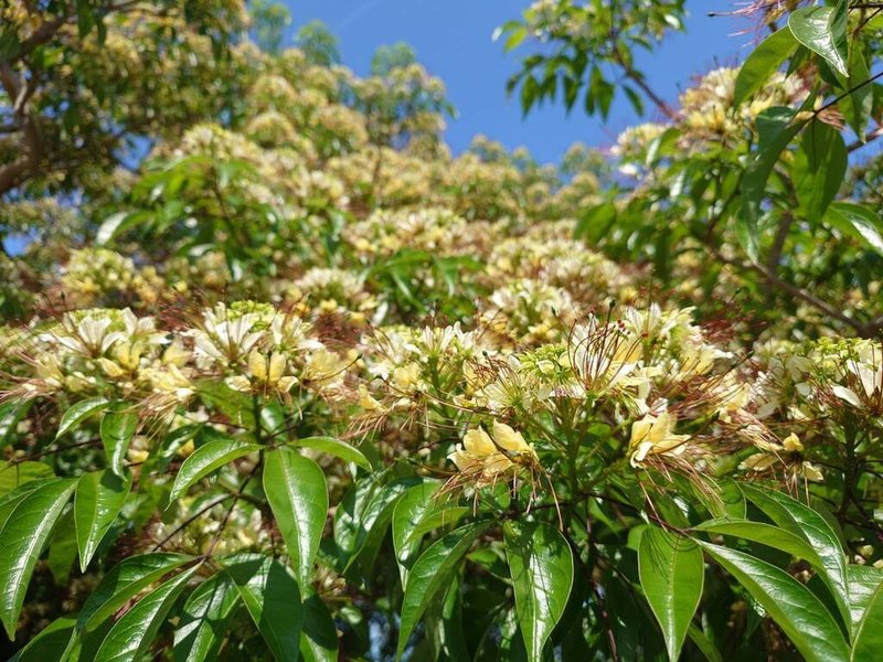 雪霸國家公園管理處30日表示，近年逐步汰除苗栗縣大湖鄉汶水園區內的罹病植株，改植台灣中北部合適的原生種植物，計劃打造為「原生植物園區」。圖為園區種植的台灣原生種魚木。（雪管處提供）中央社記者管瑞平傳真　115年3月30日