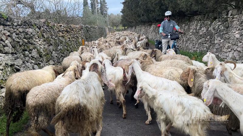 位於義大利靴型國土「鞋跟」位置的薩倫托區域，近期推出一條長達300公里的Ciclonica單車道，騎行可享受當地鄉村風光，偶爾還會遇到羊群散步。中央社記者黃雅詩薩倫托攝 115年3月30日