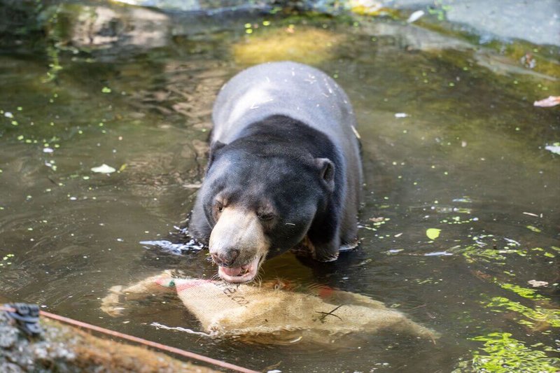 為助益東亞區域整體馬來熊域外保育,台北市立動物園馬來熊姊弟「小熊妹」、「熊霸」(圖)抵達有照護經驗的日本北海道札幌市円山動物園。(台北市立動物園提供)中央社記者楊淑閔傳真 115年3月31日