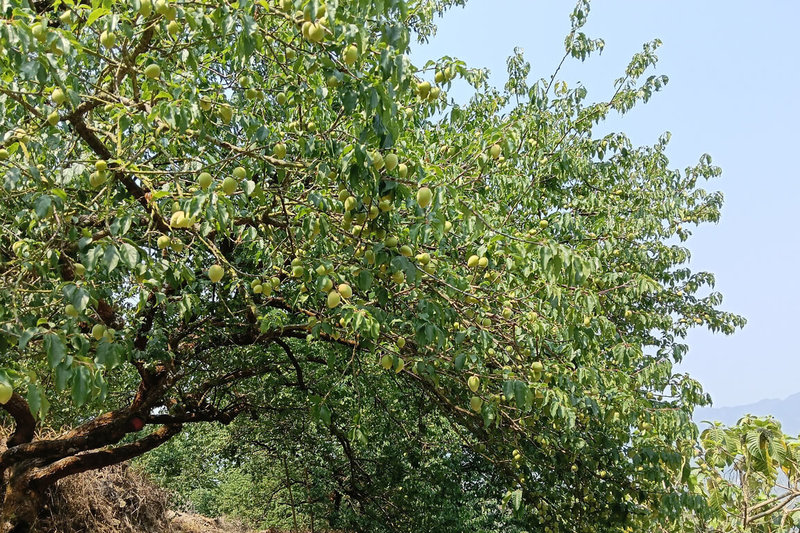 台南地區從民國114年底以來雨量偏少，導致楠西區梅嶺地區部分果園結果率偏低，結果率稍好的園區中，也有些面臨果實未達具經濟價值收成標準情況。（台南市農業局提供）中央社記者楊思瑞台南傳真  115年4月1日