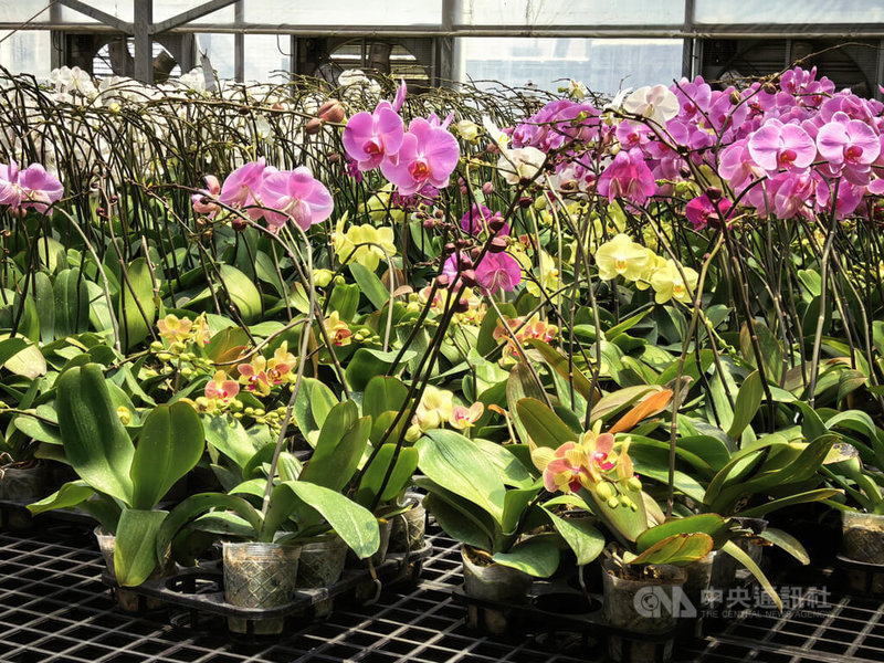 南非台灣蘭花品牌JC Glamorous Orchids溫室內培植多花型蝴蝶蘭，花朵密集，呈現黃、紅等多樣色彩與紋理，展現品種改良與市場多元需求。中央社記者李依璇約翰尼斯堡攝　115年4月2日