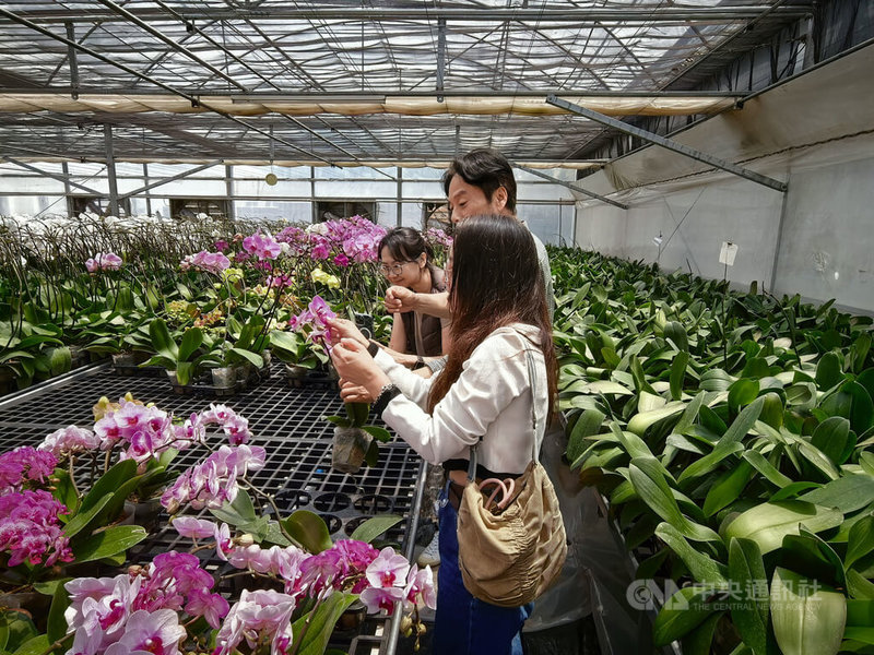 南非台灣業者姜義苗的蘭花品牌JC Glamorous Orchids設立於約翰尼斯堡山同高級社區溫室內，他向中央社記者介紹其精心培植的蘭花，花瓣厚實柔軟、色澤鮮豔。中央社記者李依璇約翰尼斯堡攝　115年4月2日