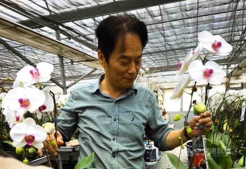 南非台商姜義苗的大型白花蝴蝶蘭花型飽滿、色澤柔和，主攻高端市場，為婚禮與各類空間布置常用品種。中央社記者李依璇約翰尼斯堡攝　115年4月2日