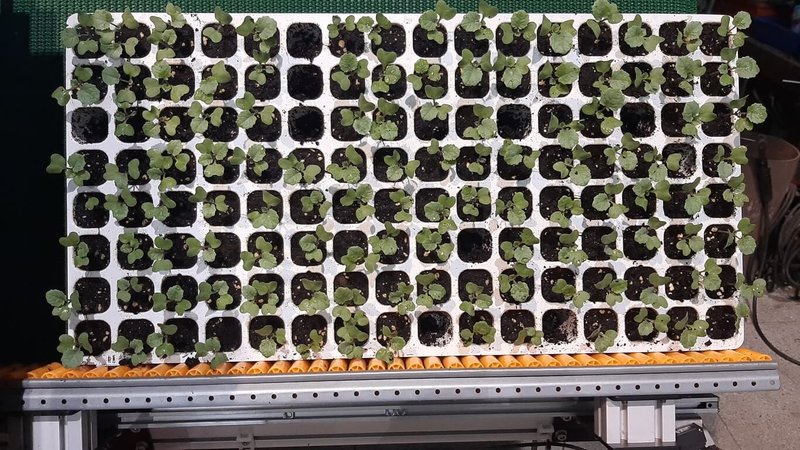 台中區農業改良場研發具自動辨識與剔除功能的「穴盤苗株篩選機」，效率較人工目視選苗提升3倍以上。（台中農改場提供）中央社記者汪淑芬傳真  115年4月2日