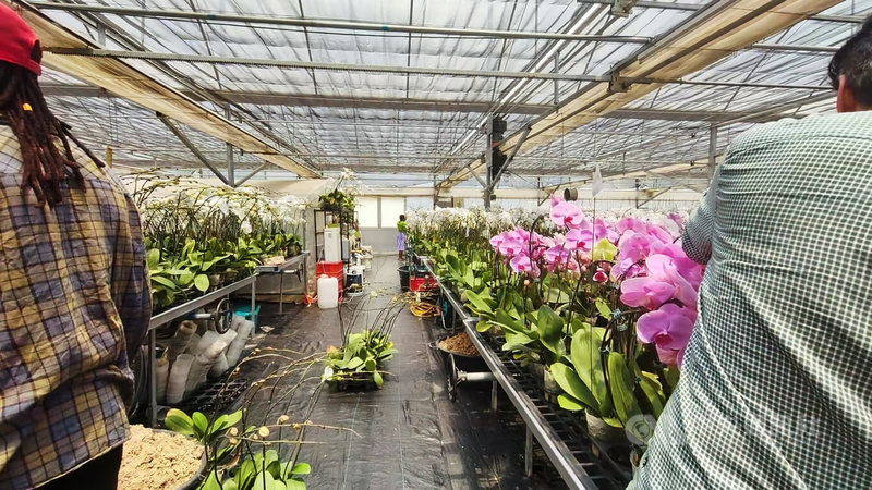 南非氣候乾燥、日夜溫差大，且電力供應不穩，增加蘭花栽培難度。台商姜義苗仍投入高成本於溫室內培植蝴蝶蘭，透過通風設備與溫濕度監控系統維持穩定環境，確保品質與產量。中央社記者李依璇約翰尼斯堡攝　115年4月2日