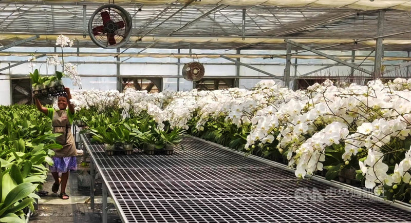 南非台商姜義苗於約翰尼斯堡山同溫室經營蝴蝶蘭栽培，在地員工參與日常作業，體現台灣精緻農業在海外發展並帶動當地就業。中央社記者李依璇約翰尼斯堡攝　115年4月2日