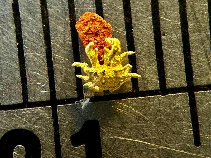 台灣毫芒雕刻藝術家陳逢顯呼應新店溪碧潭堰生態復甦意象，日前創作「小黃金毛蟹」，將自然奇蹟轉化為微型藝術，作品尺寸僅0.2公分。（陳逢顯毫芒雕刻館提供）中央社記者黃旭昇傳真　115年4月3日