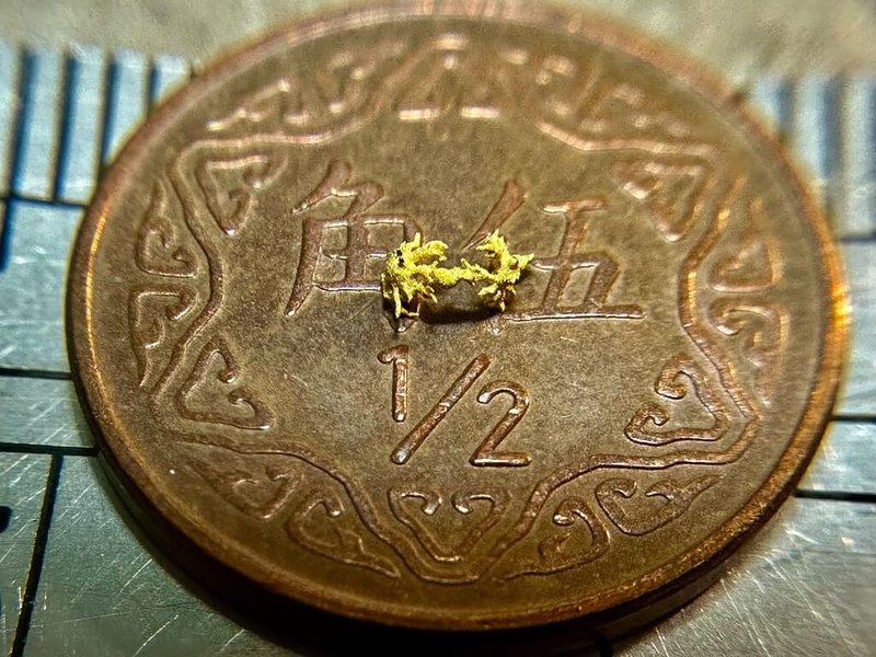 台灣毫芒雕刻藝術家陳逢顯近日創作大小僅0.2公分的微雕「黃金毛蟹」，結合生態與工藝之美，陳逢顯表示，創作是取螃蟹諧音「謝謝」之意，象徵感謝與祝福，並傳達對自然與守護者的敬意。（陳逢顯毫芒雕刻館提供）中央社記者黃旭昇傳真　115年4月3日