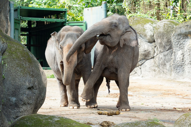 台北市立動物園3日表示，為展開場地更新工程，熱帶雨林區的亞洲象「友信」、「友愷」將搬至非洲動物區與非洲象「千惠」當鄰居，在此之前先讓雙方嗅聞彼此的糞便減敏。圖為「友信」及「友愷」聞到「千惠」糞便反應。（台北市立動物園提供）中央社記者陳昱婷傳真　115年4月3日