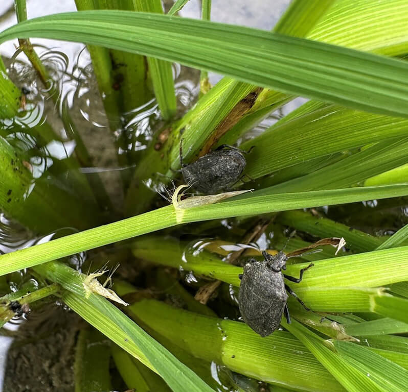 氣溫回暖，台東農改場近日於池上鄉部分有機水稻田區監測發現稻黑椿象成蟲。（台東區農業改良場提供）中央社記者盧太城台東傳真 115年4月3日