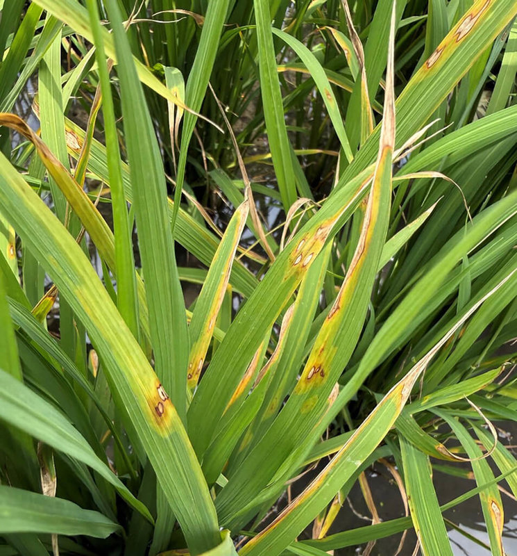 氣溫回暖，台東區農業改良場近日監測到台東水稻田已發現葉稻熱病蹤跡。（台東區農業改良場提供）中央社記者盧太城台東傳真 115年4月3日