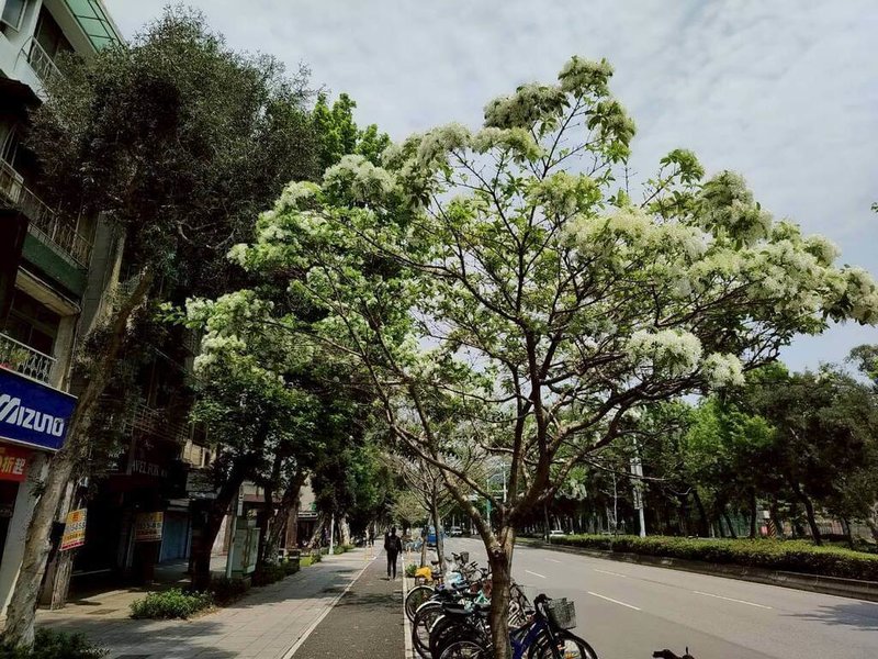 台北市公園處4日表示，內湖行善公園及台大周邊新生南路的流蘇樹皆已綻放雪白花朵，微風吹來就會下起「四月雪」。（台北市公園處提供）中央社記者陳昱婷傳真 115年4月4日