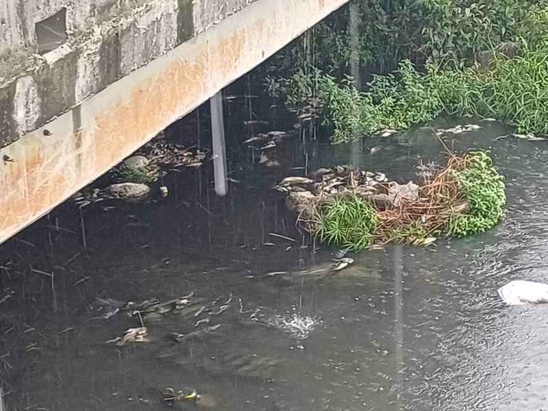 台南市永康「蜈蜞潭中排」4日被發現出現大量魚屍，市府獲報趕往清除約360公斤死魚，初判是缺氧死亡。（台南市政府提供）中央社記者張榮祥台南傳真　115年4月4日