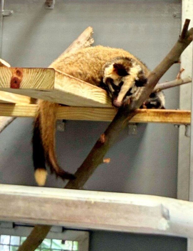 新北市首座野生動物救傷收容中心日前於三芝動物之家啟用，籠舍內架有棲架，可供白鼻心（圖）等小型哺乳類攀爬休憩。（新北市動保處提供）中央社記者黃旭昇傳真　115年4月4日