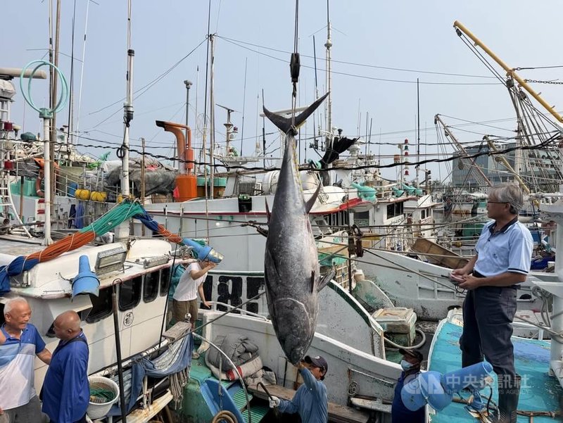2026年屏東第一鮪6日確認由琉球籍漁船富漁慶2號捕獲，拍賣會時間則定於8日上午10時在東港魚市場舉行。中央社記者李卉婷攝　115年4月6日