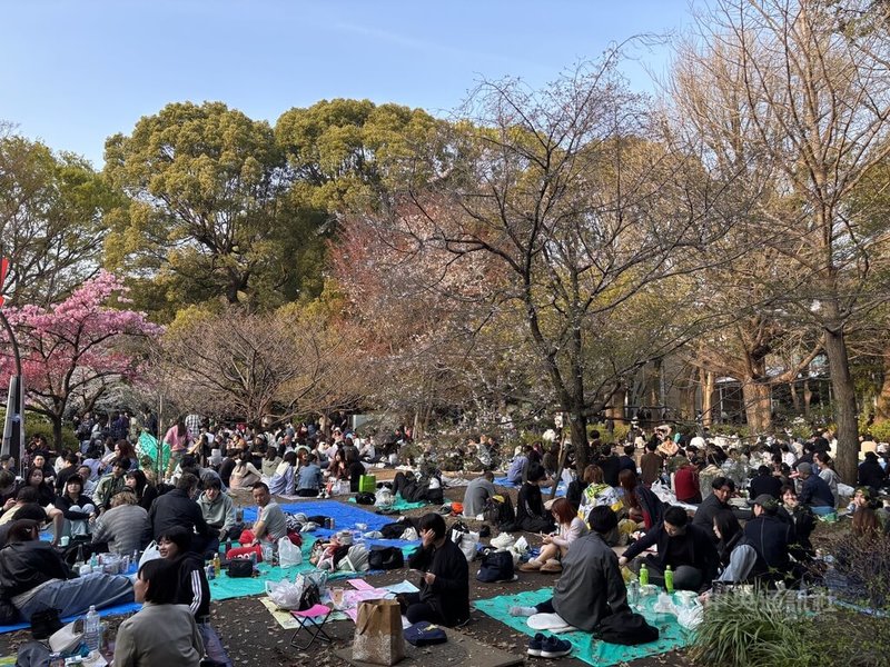 日本櫻花季到來，各地賞櫻景點湧入大量遊客。民眾一般會自備鋪布、食品飲料，在櫻花樹下席地而坐。圖為上野公園在櫻花樹下野餐的遊客。中央社記者戴雅真東京攝 115年4月6日