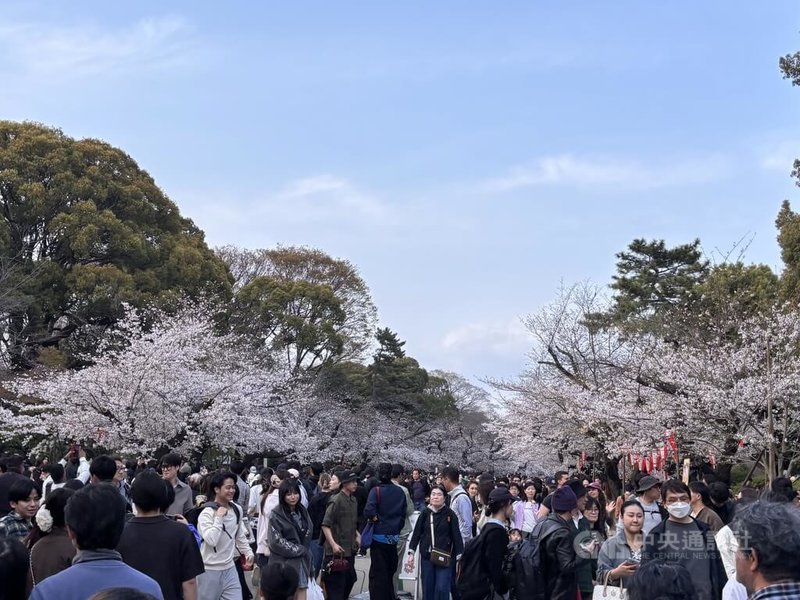 日本櫻花進入盛開期，各地賞花景點湧入大量遊客，但隨著在日外國人增加及觀光公害加劇，違規與擾民問題浮上檯面。圖為上野公園大批賞花遊客。中央社記者戴雅真東京攝　115年4月6日