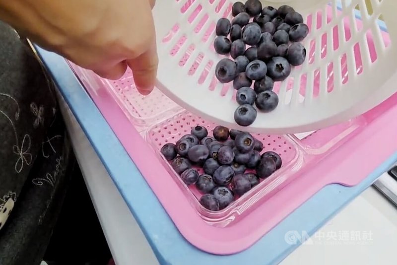 近日網路流傳桃園市平鎮區「粉紅藍莓」價格便宜還可前往採摘，其實是詐騙手法，農場資訊遭冒用的業者6日說，已向警方報案，呼籲民眾認明官方網站、慎防受騙。中央社記者吳睿騏桃園攝　115年4月6日