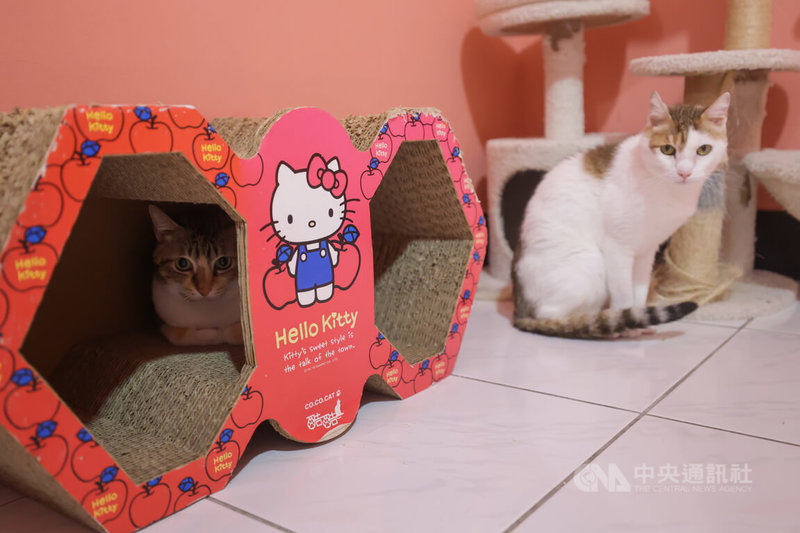 鐵妹（左）與恩加，原本的飼主因病離世，目前在拼圖喵小客廳住宿。中央社記者裴禛攝 115年4月6日