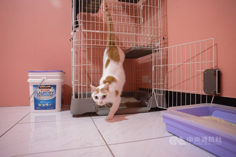 貓咪秋秋的人類媽媽正在化療，帶著一種託孤的心情將秋秋寄養在小客廳。中央社記者裴禛攝 115年4月6日