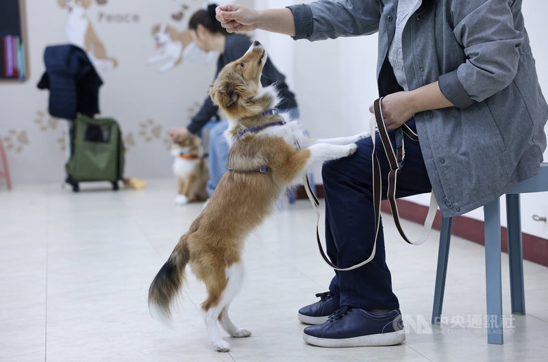 狗醫生協會課程，學員學習如何與幼犬正確互動下指令。中央社記者裴禛攝 115年4月6日
